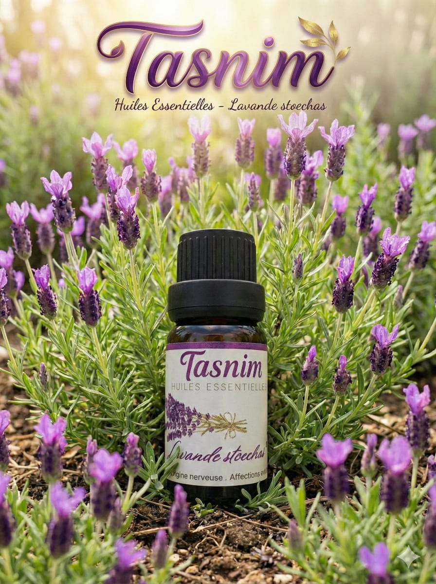 Lavande Aspic & Lavande Stoechas